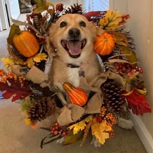 Meet your Posher, Pam